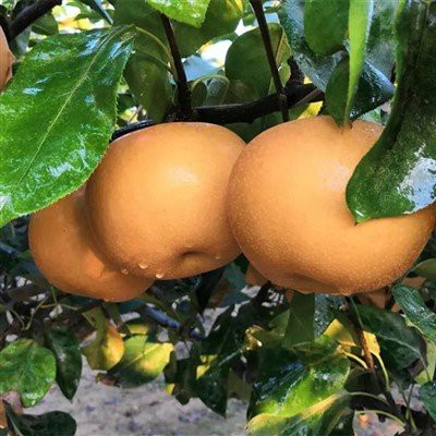 How long can pears in a Pear Gift Box last?